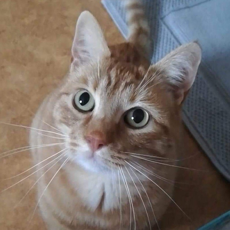 Frankie