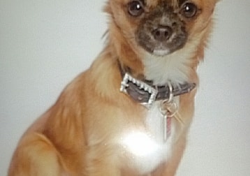 Gizmo