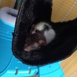 geen konijn maar ratjes