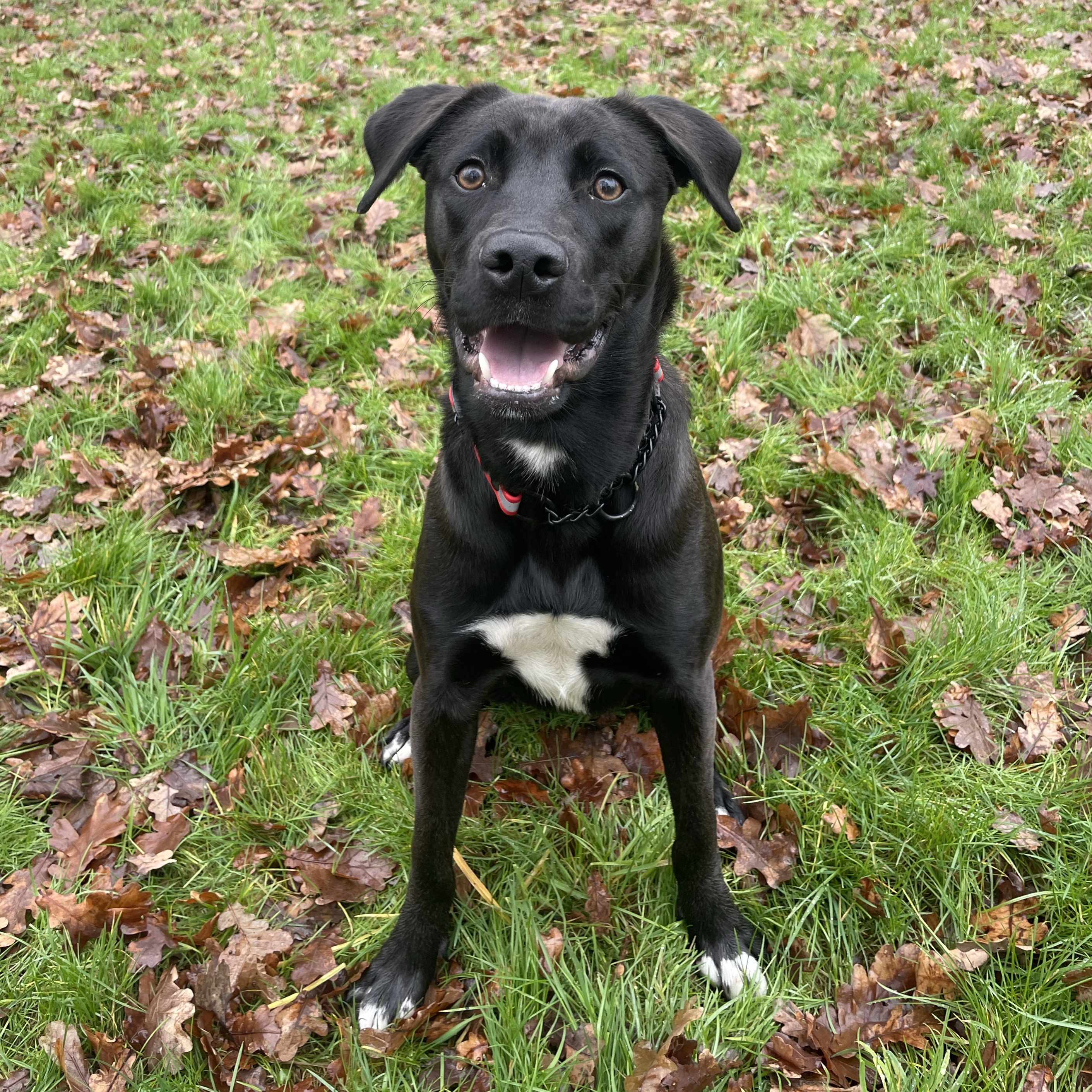 Nova