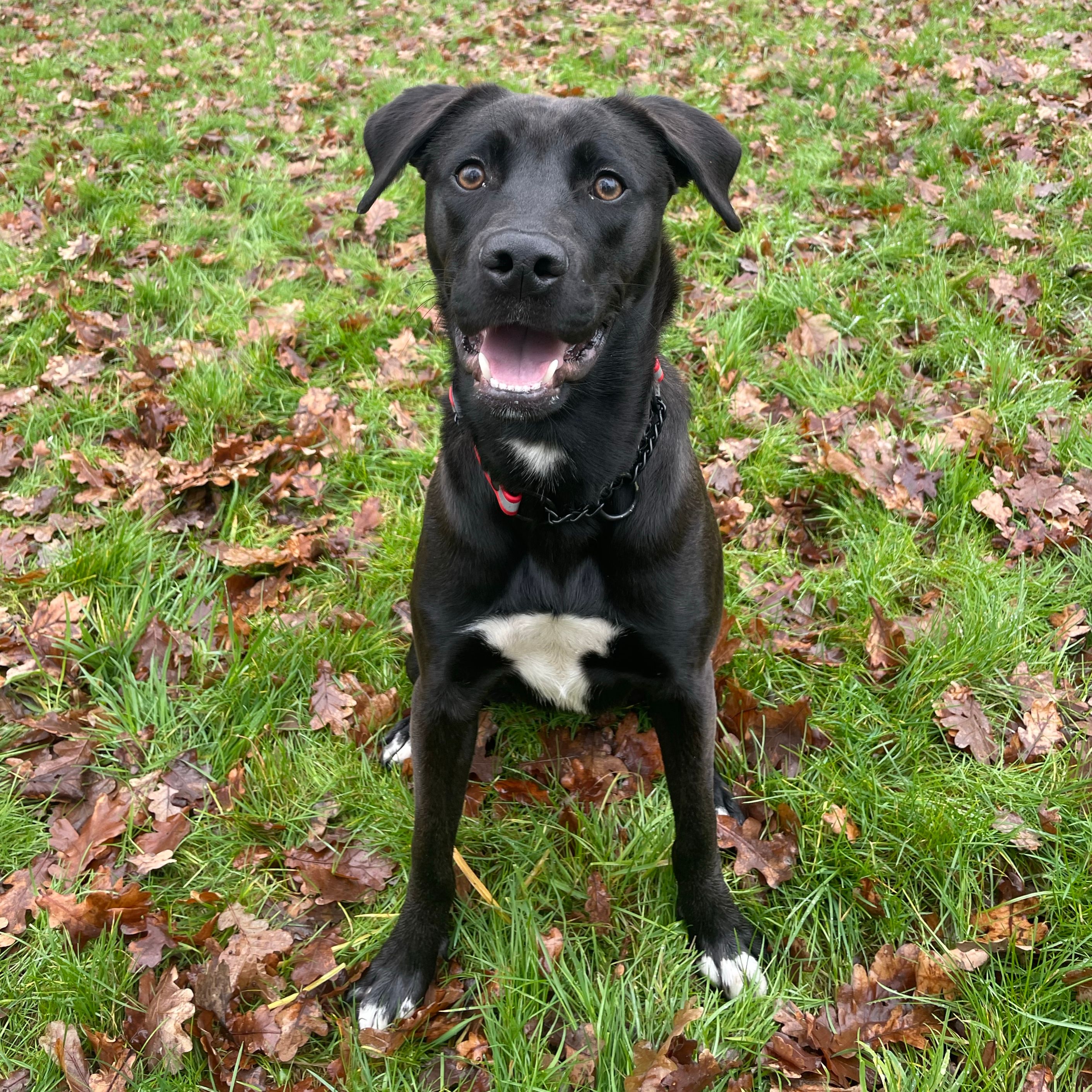 Nova