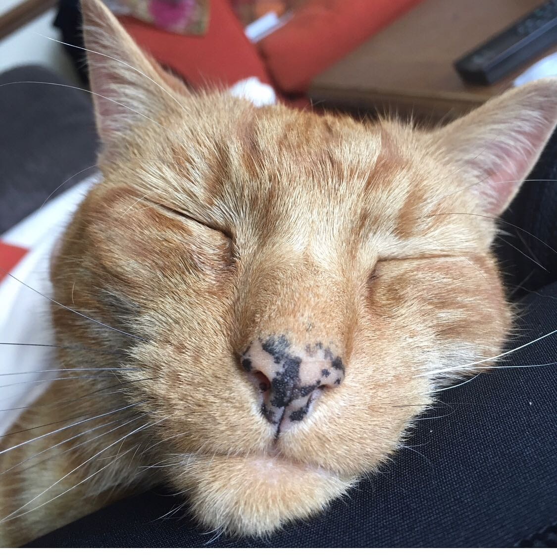 Zippy