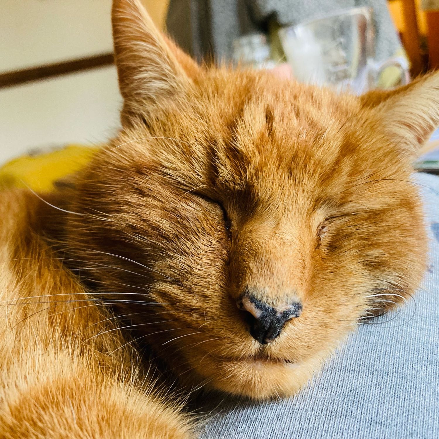 Rachel