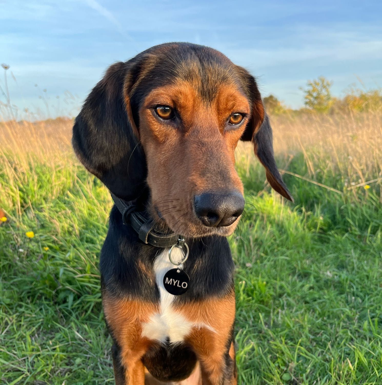 Mylo