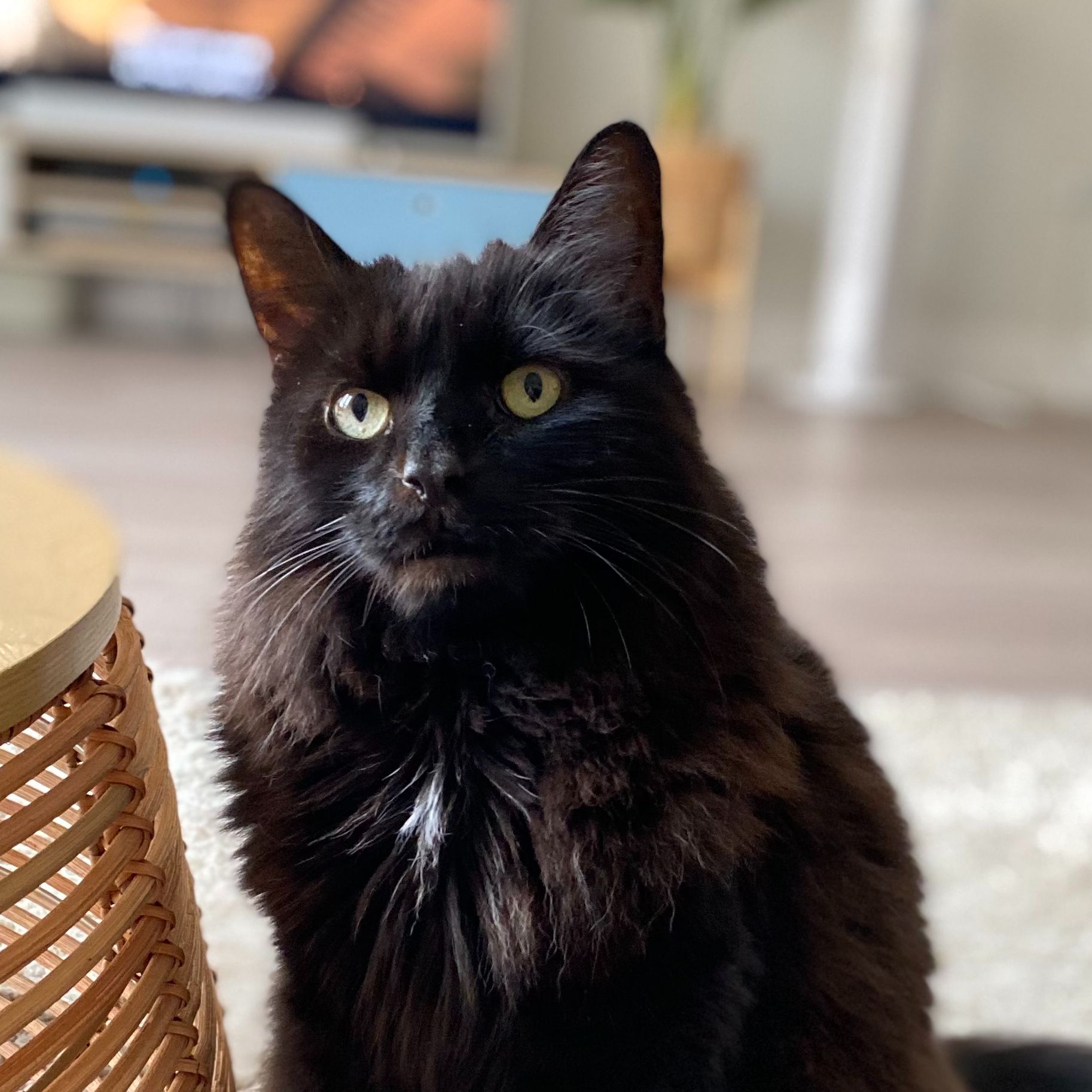 Buddy