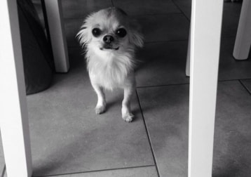 Coco