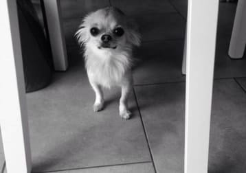 Coco