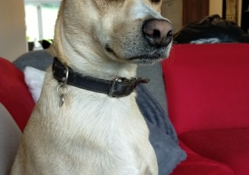 Lando