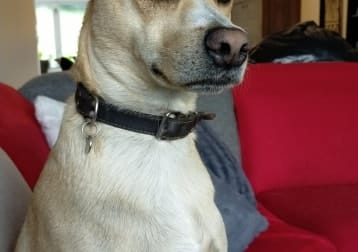Lando