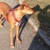 Herta