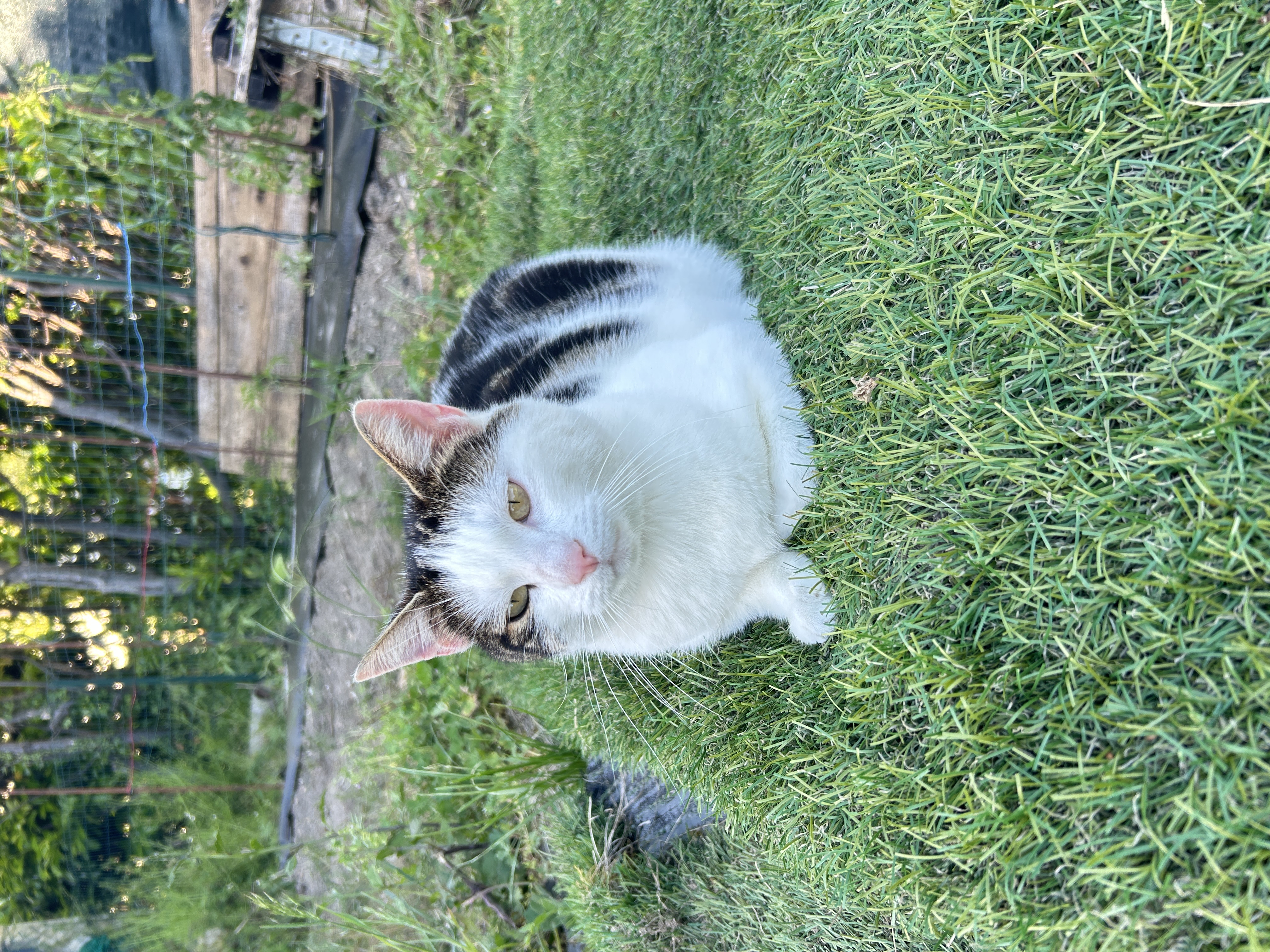 image-8