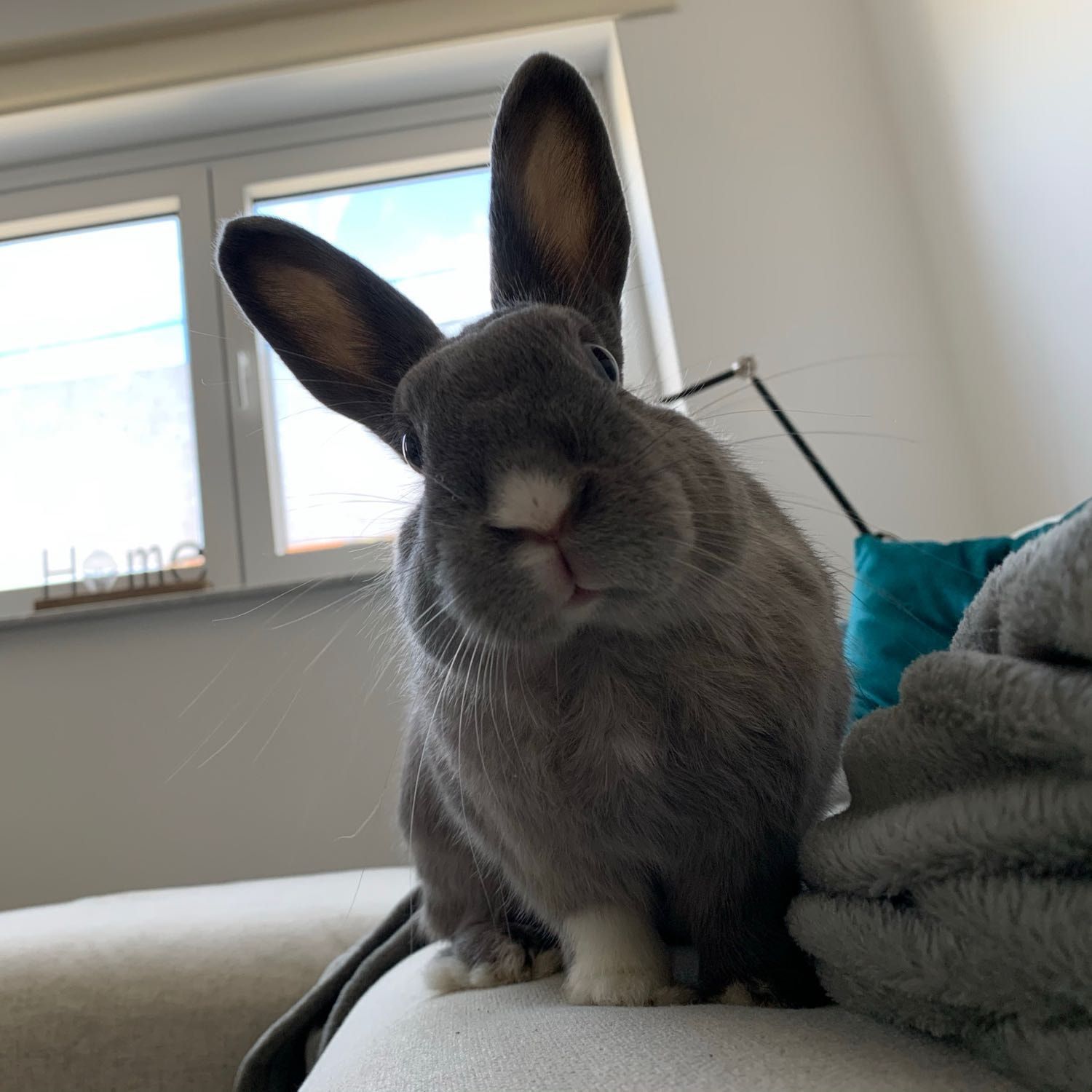 Nutsie