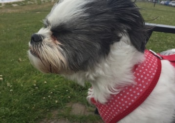 Poppy 