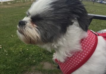 Poppy
