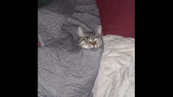 image-7