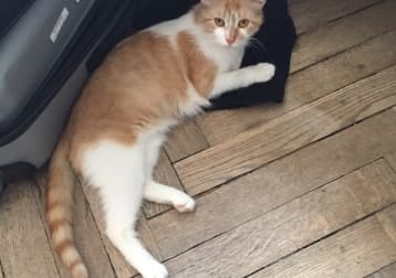 Nova