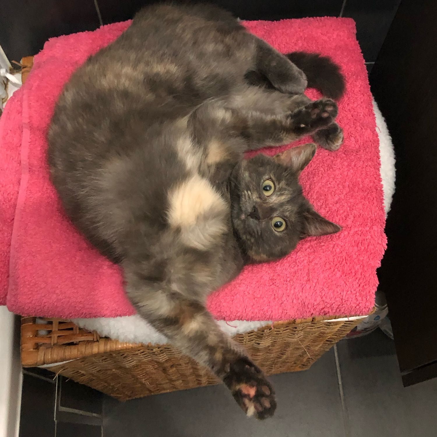 Arya