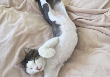 Elliot