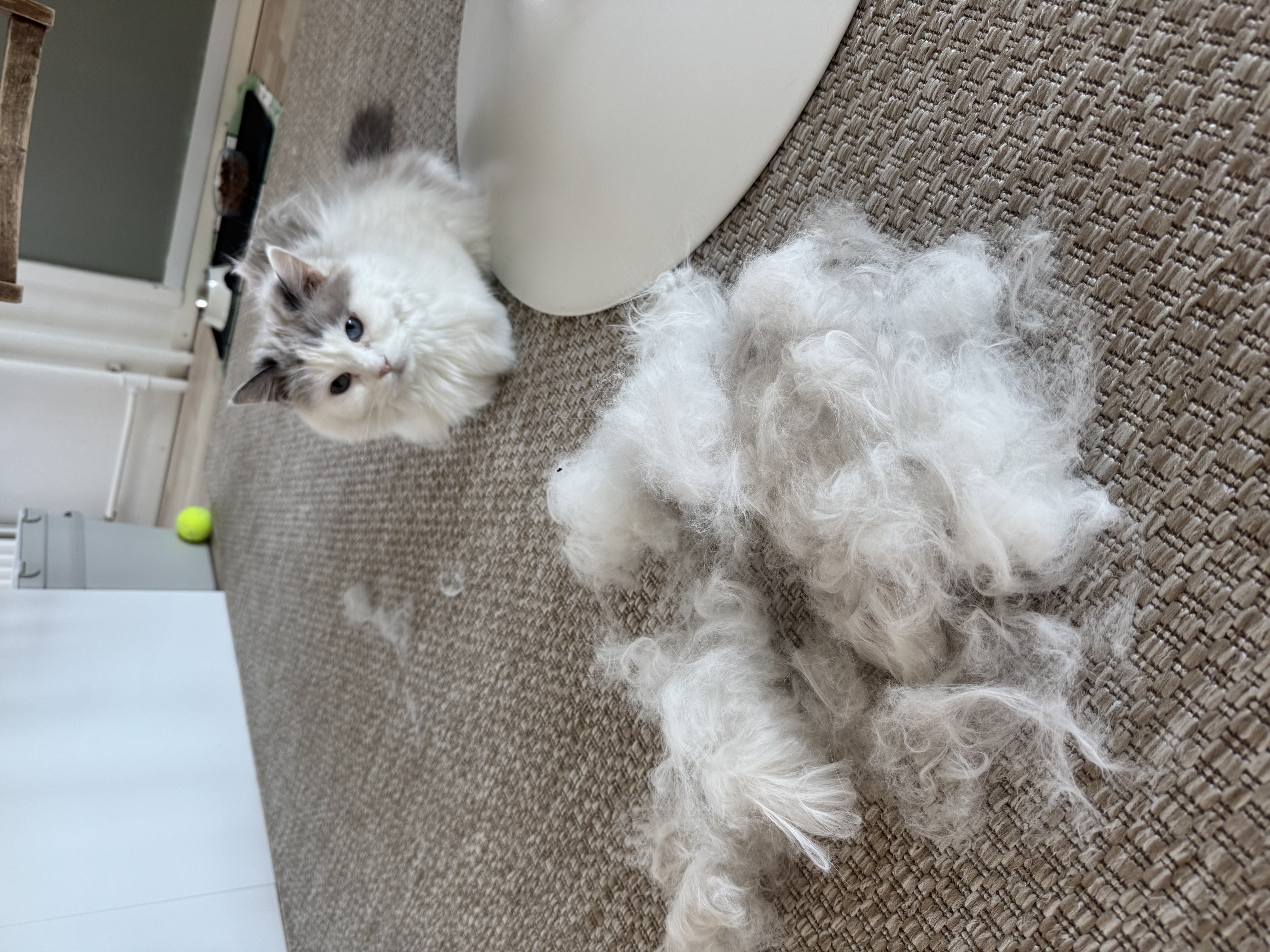 image-5