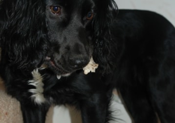 Polly