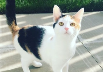 Bellatrix 
