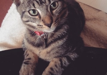 Rocky