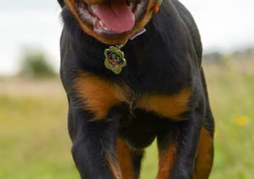 Rosie