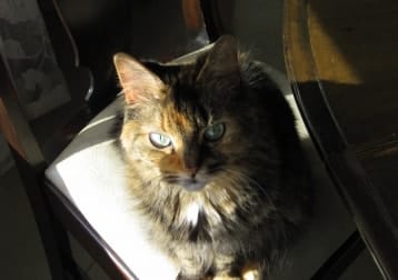 Shelby (rip)