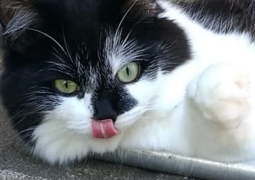 Eloise
