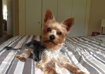 Harvey