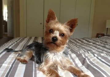 Harvey