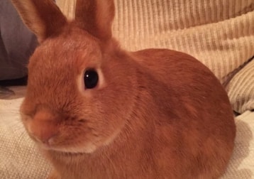 Bunny