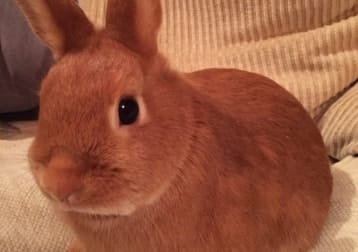 Bunny