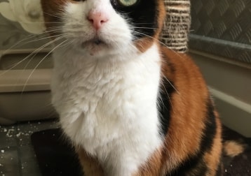 Molly 