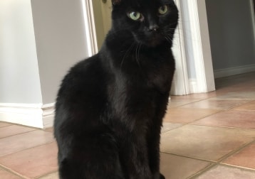 Panther