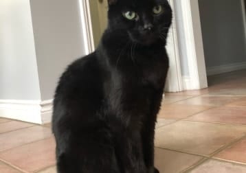 Panther