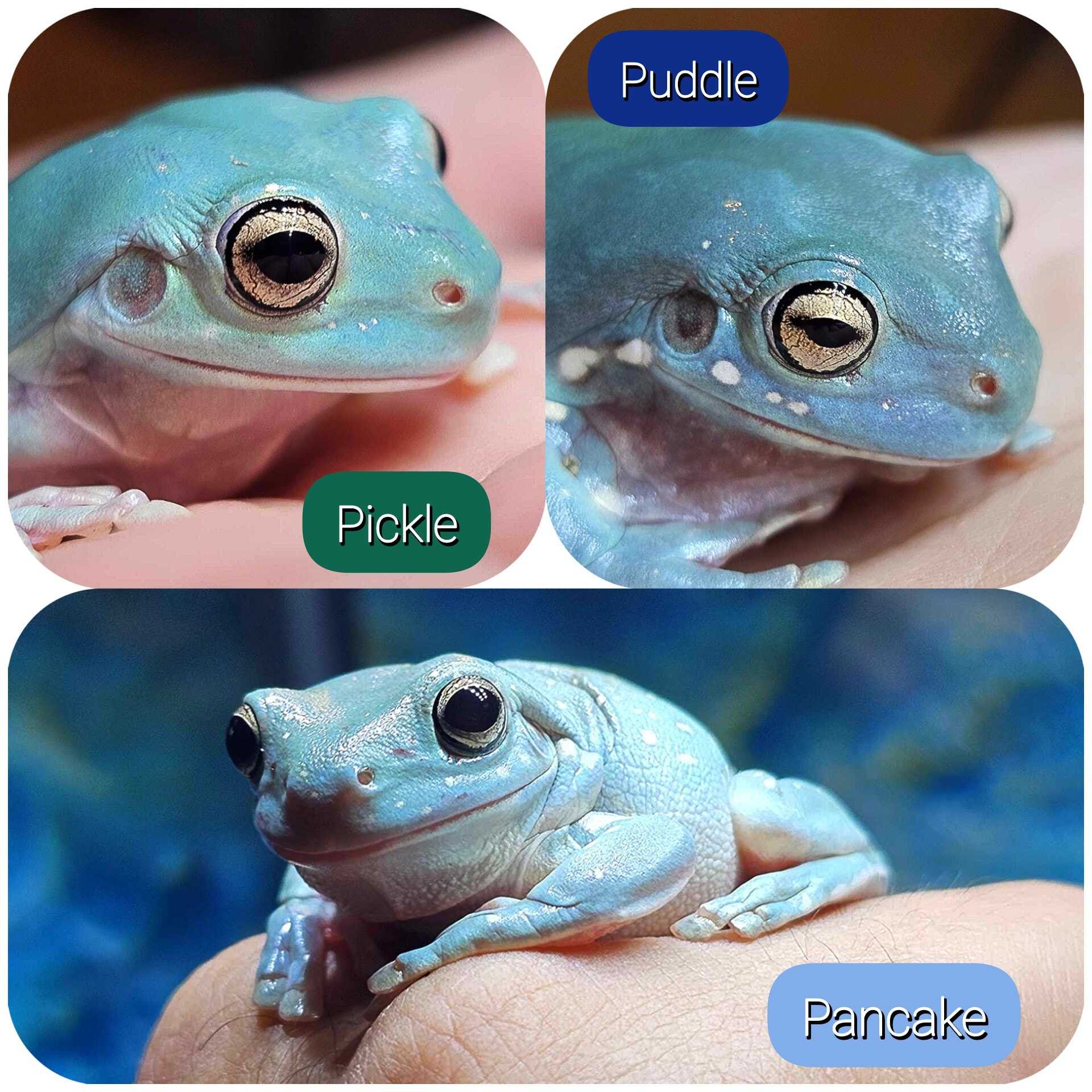 Pickle, puddle and pancake