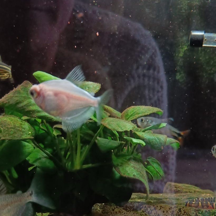 Onze  tropische visjes 🐠 