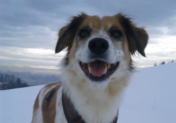 Pedro