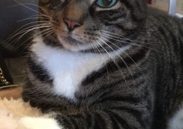 Scampi