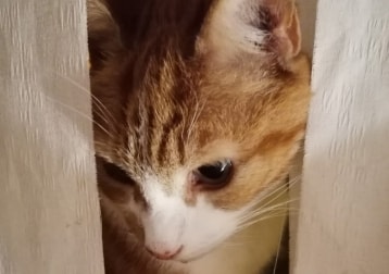 Ricardo 