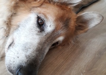 Archie