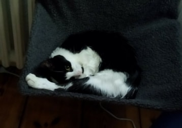Luni
