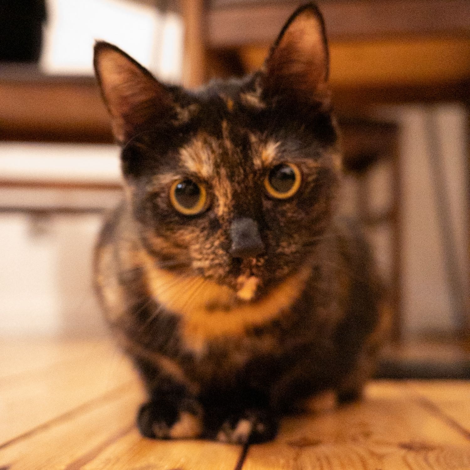 Artemisia 