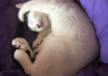 Minnie moo