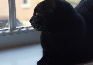 Percy 