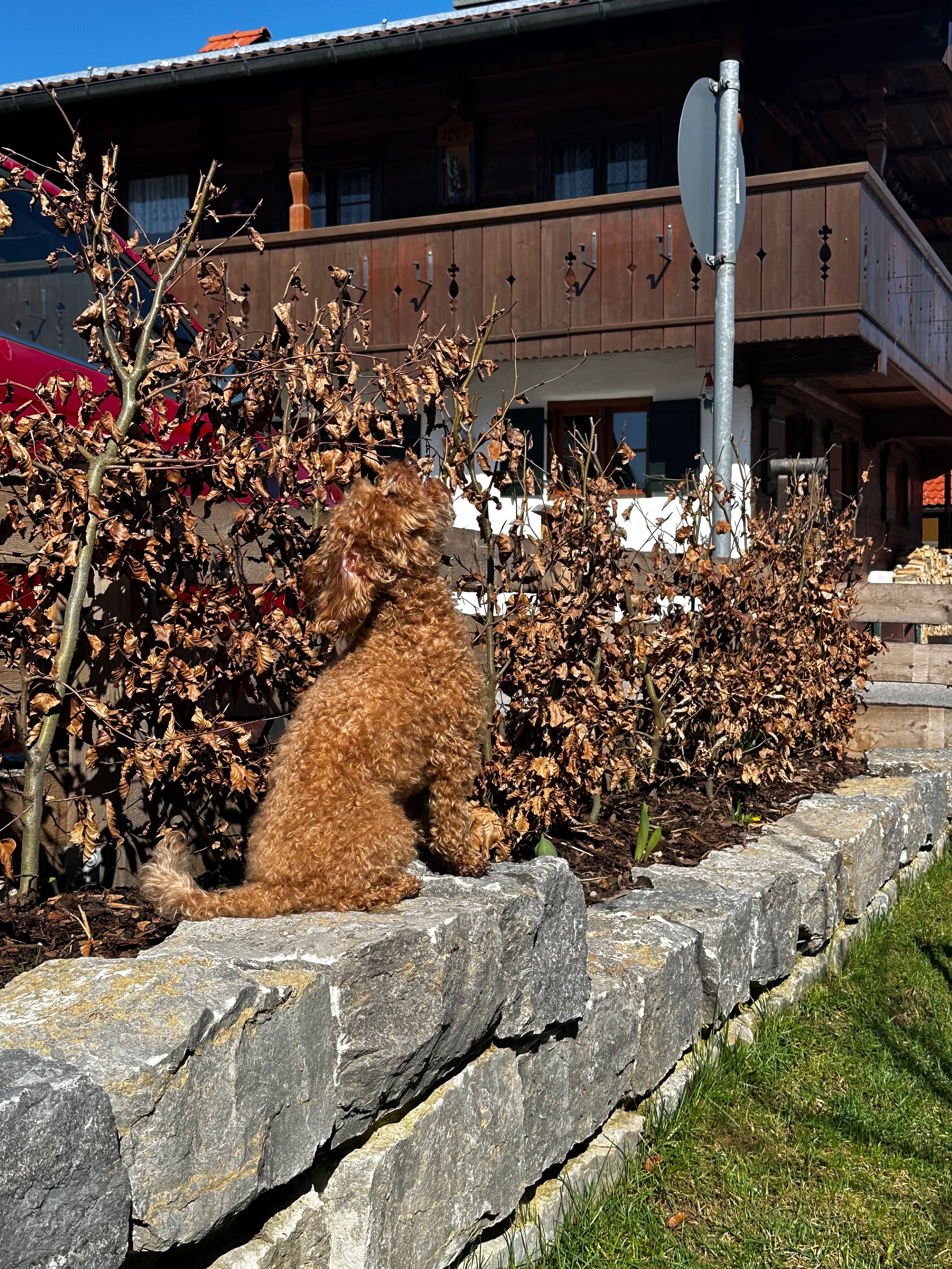 image-7
