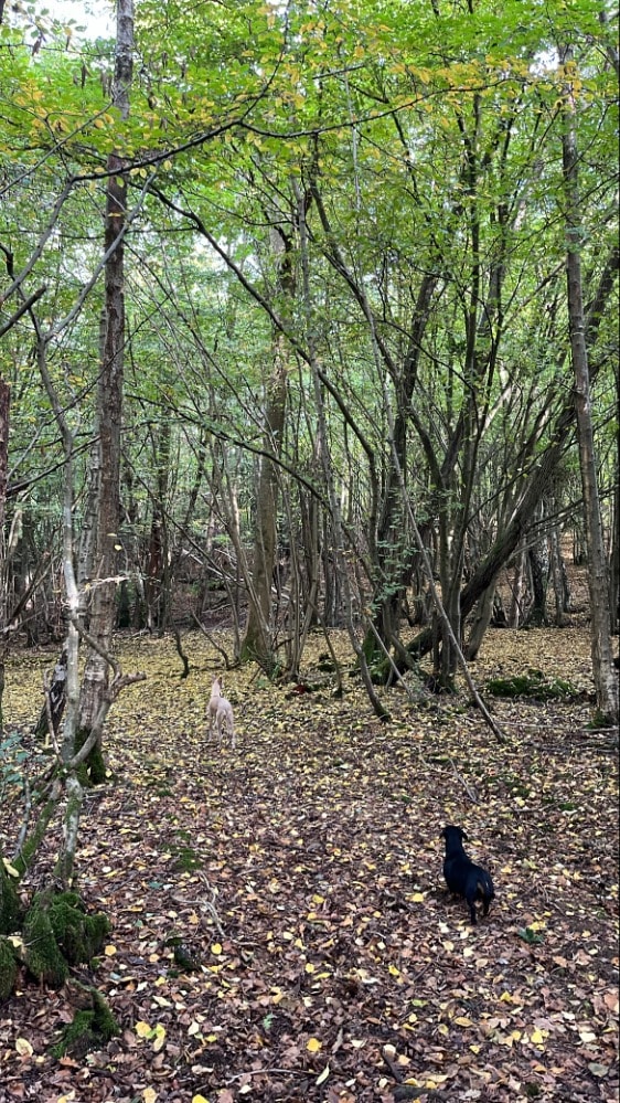 image-3