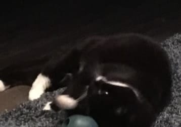 Bonnie