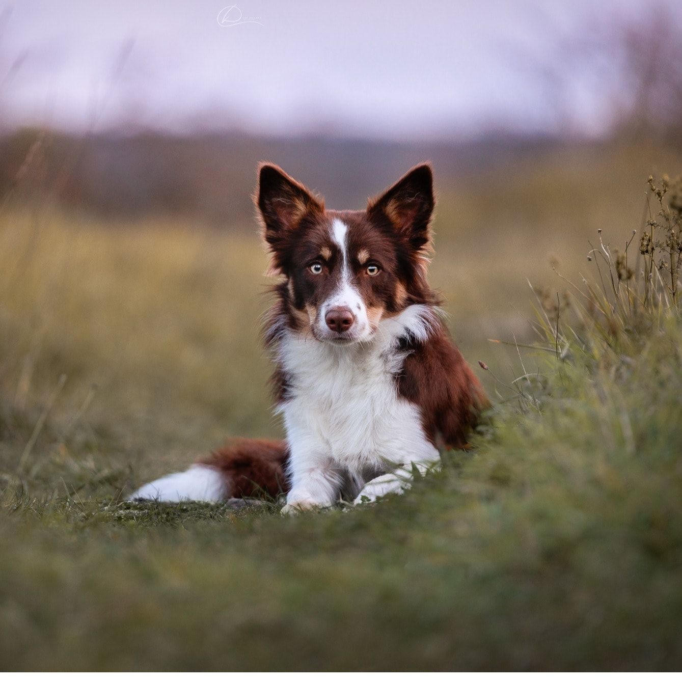 Mara